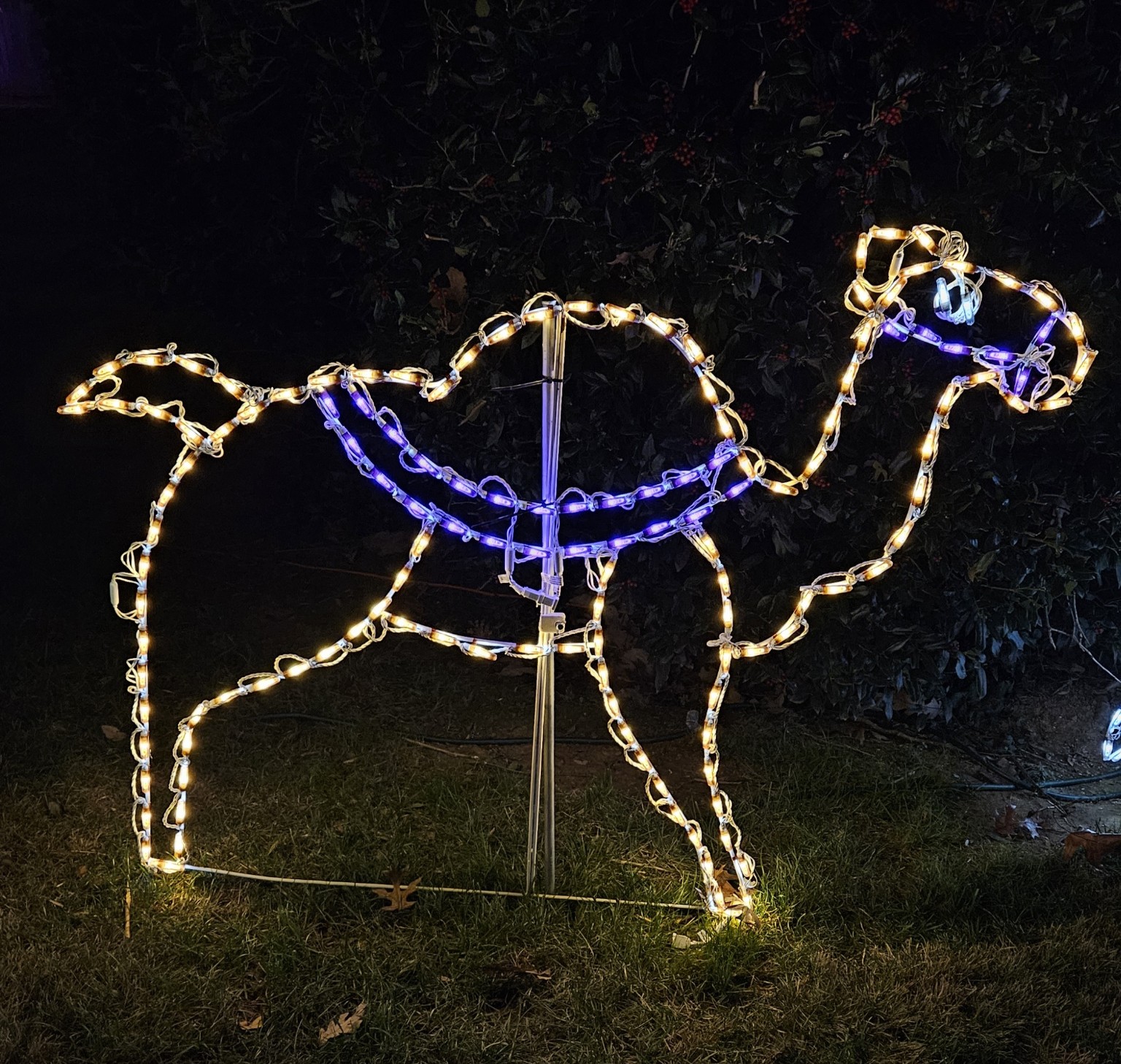 The Camel