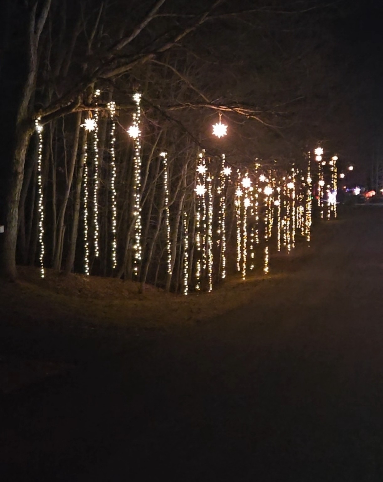 Starry Woods